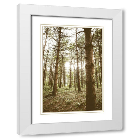 In the Pines II White Modern Wood Framed Art Print with Double Matting by Quillen, Donnie
