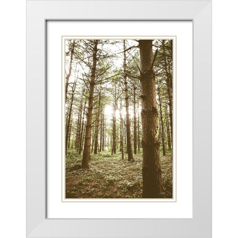 In the Pines II White Modern Wood Framed Art Print with Double Matting by Quillen, Donnie