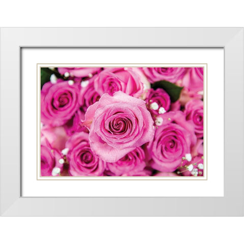 Fuchsia Roses White Modern Wood Framed Art Print with Double Matting by Quillen, Donnie