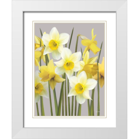 Spring Daffodils White Modern Wood Framed Art Print with Double Matting by House Fenway