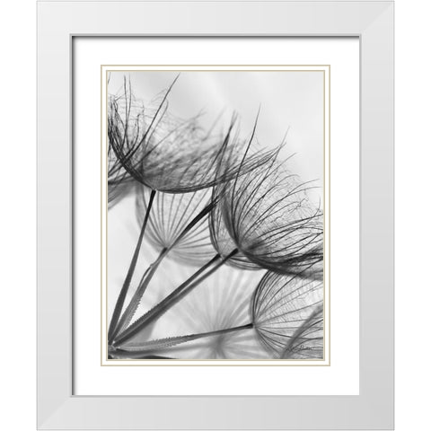 Goatsbeard II White Modern Wood Framed Art Print with Double Matting by Deiter, Lori