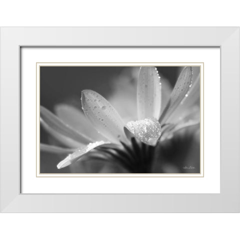 Daisy White Modern Wood Framed Art Print with Double Matting by Deiter, Lori