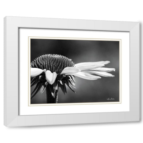 Coneflower White Modern Wood Framed Art Print with Double Matting by Deiter, Lori