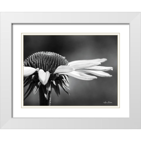 Coneflower White Modern Wood Framed Art Print with Double Matting by Deiter, Lori