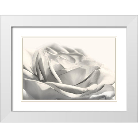Rose III White Modern Wood Framed Art Print with Double Matting by Deiter, Lori