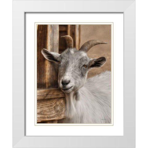 Gray Goat White Modern Wood Framed Art Print with Double Matting by Deiter, Lori