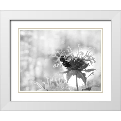 Wild Flowers II White Modern Wood Framed Art Print with Double Matting by Deiter, Lori
