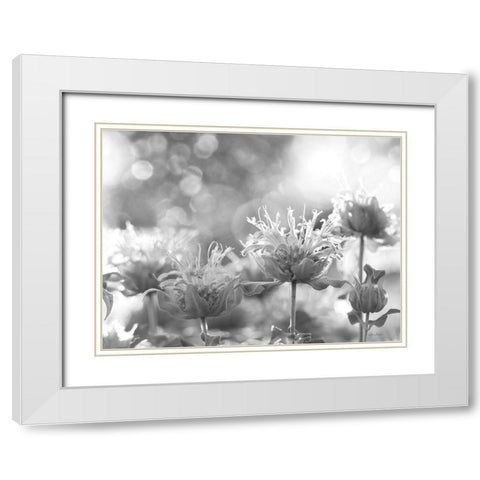 Wild Flowers IV White Modern Wood Framed Art Print with Double Matting by Deiter, Lori