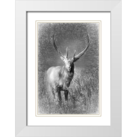 Elk Sketch   White Modern Wood Framed Art Print with Double Matting by Deiter, Lori