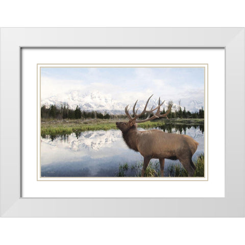 Bull Elk in Tetons White Modern Wood Framed Art Print with Double Matting by Deiter, Lori