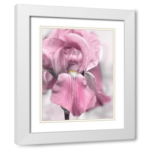 Pink Iris White Modern Wood Framed Art Print with Double Matting by Deiter, Lori