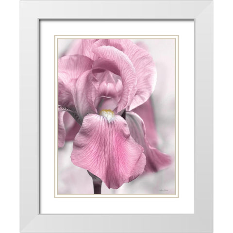 Pink Iris White Modern Wood Framed Art Print with Double Matting by Deiter, Lori