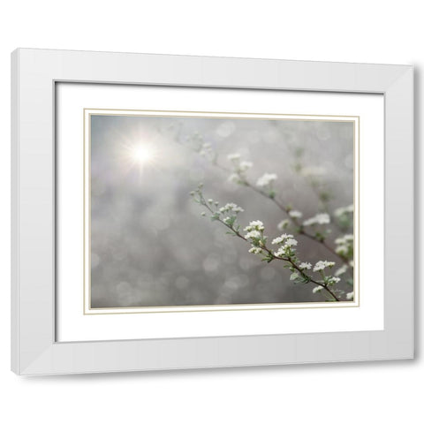 Floral Dreams White Modern Wood Framed Art Print with Double Matting by Deiter, Lori
