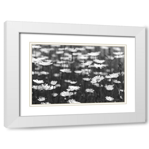 Daisy Dreams White Modern Wood Framed Art Print with Double Matting by Deiter, Lori