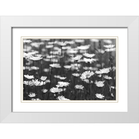 Daisy Dreams White Modern Wood Framed Art Print with Double Matting by Deiter, Lori