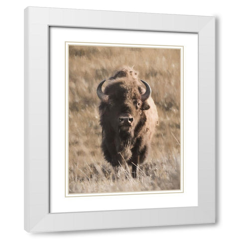 Yellowstone Bison White Modern Wood Framed Art Print with Double Matting by Deiter, Lori