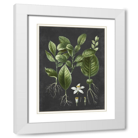 Citrus Botanical White Modern Wood Framed Art Print with Double Matting by Lettered and Lined