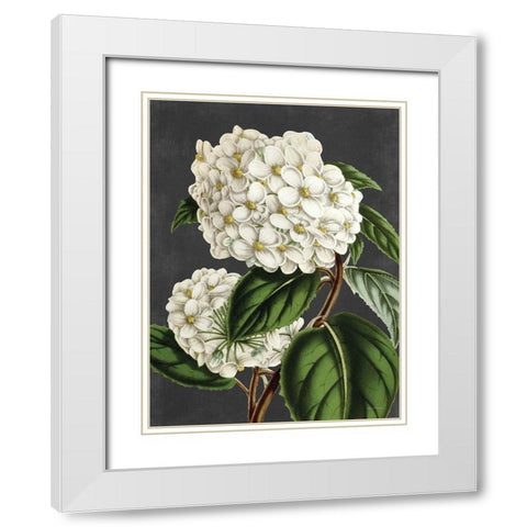 Hydrangea White Modern Wood Framed Art Print with Double Matting by Lettered And Lined