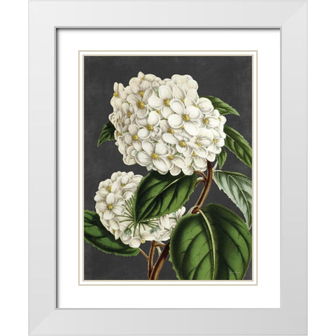 Hydrangea White Modern Wood Framed Art Print with Double Matting by Lettered And Lined
