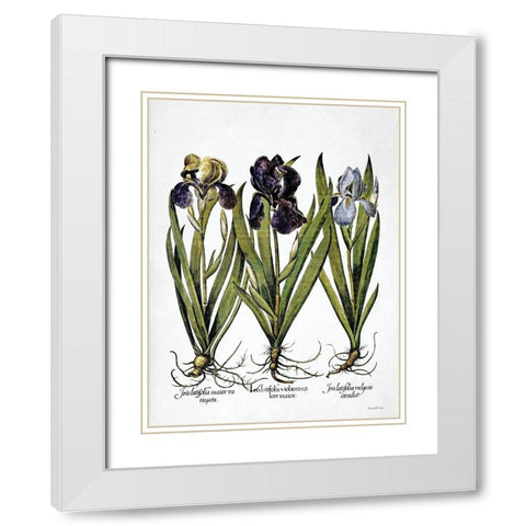 Iris Botanical I White Modern Wood Framed Art Print with Double Matting by Lettered And Lined