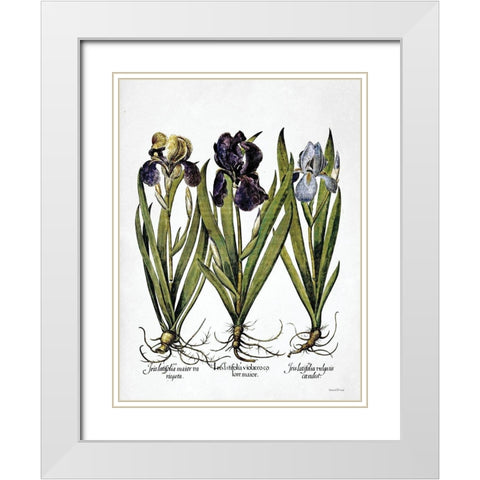 Iris Botanical I White Modern Wood Framed Art Print with Double Matting by Lettered And Lined