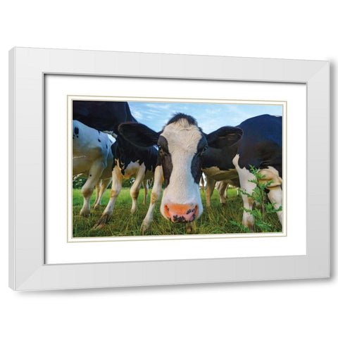 Moo White Modern Wood Framed Art Print with Double Matting by Podt, Martin