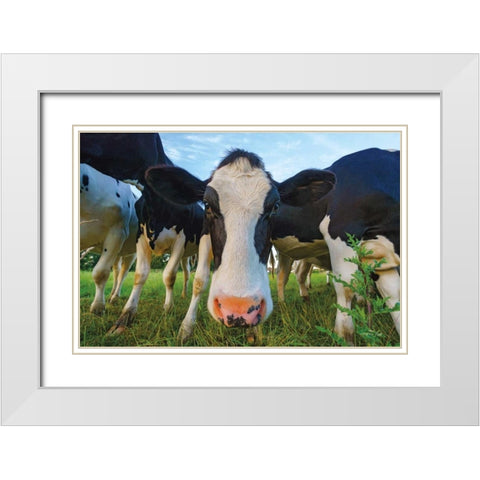 Moo White Modern Wood Framed Art Print with Double Matting by Podt, Martin
