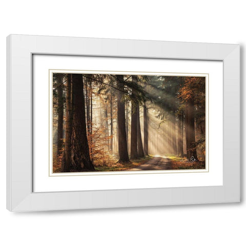 Fresh Autumn Light White Modern Wood Framed Art Print with Double Matting by Podt, Martin