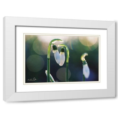 Snowdrops I  White Modern Wood Framed Art Print with Double Matting by Podt, Martin