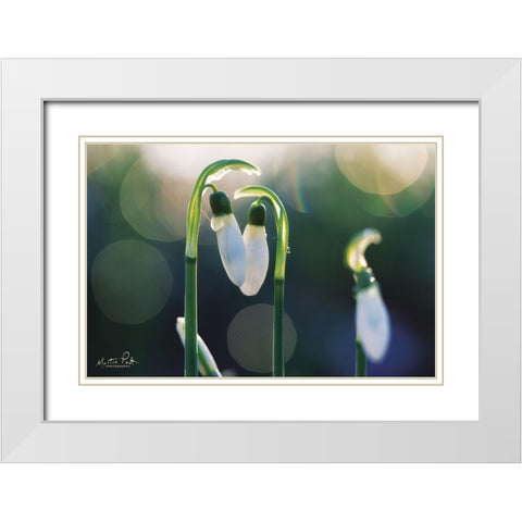 Snowdrops I  White Modern Wood Framed Art Print with Double Matting by Podt, Martin