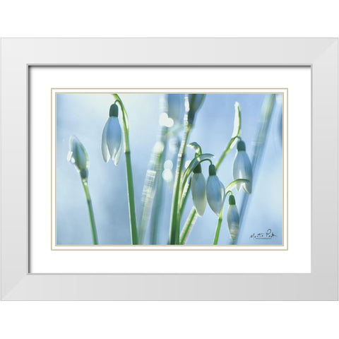 Couple of Snowdrops  White Modern Wood Framed Art Print with Double Matting by Podt, Martin