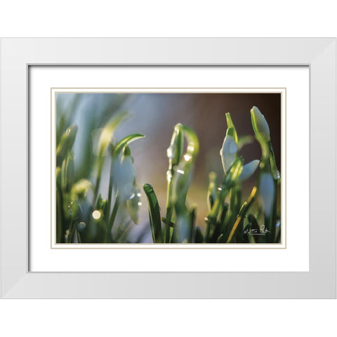 Snowdrops II White Modern Wood Framed Art Print with Double Matting by Podt, Martin
