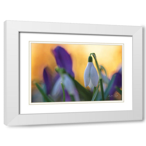 Snowdrop at Sunset White Modern Wood Framed Art Print with Double Matting by Podt, Martin