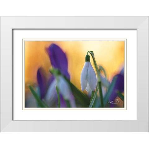 Snowdrop at Sunset White Modern Wood Framed Art Print with Double Matting by Podt, Martin
