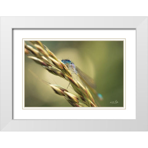 Damselfly White Modern Wood Framed Art Print with Double Matting by Podt, Martin