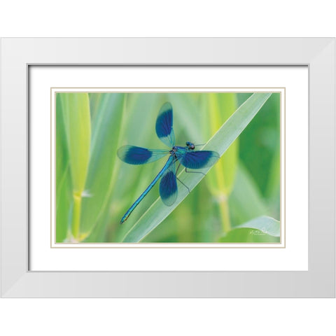 Damselfly in Blue White Modern Wood Framed Art Print with Double Matting by Podt, Martin