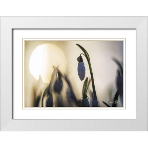 Backlit Snowdrop White Modern Wood Framed Art Print with Double Matting by Podt, Martin