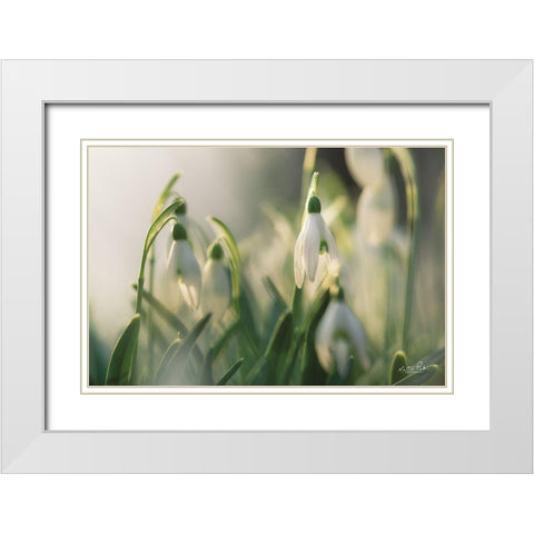 Snowdrops White Modern Wood Framed Art Print with Double Matting by Podt, Martin