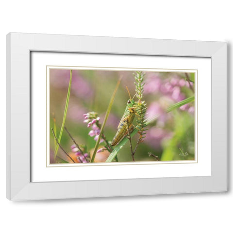 Grasshopper White Modern Wood Framed Art Print with Double Matting by Podt, Martin