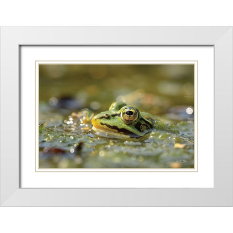 Frog White Modern Wood Framed Art Print with Double Matting by Podt, Martin