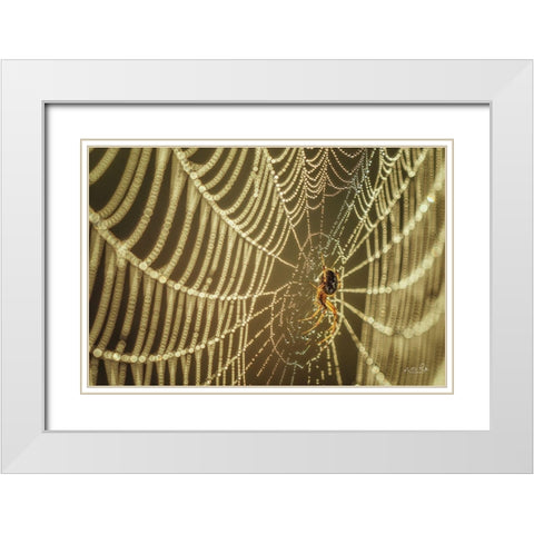 The Spider and Her Jewels White Modern Wood Framed Art Print with Double Matting by Podt, Martin