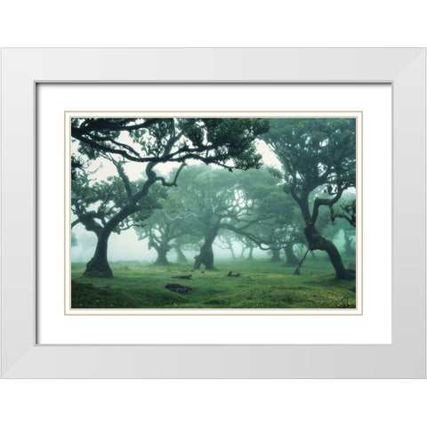 Enchanted Forest II White Modern Wood Framed Art Print with Double Matting by Podt, Martin