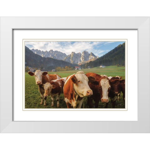 Austrian Cows White Modern Wood Framed Art Print with Double Matting by Podt, Martin