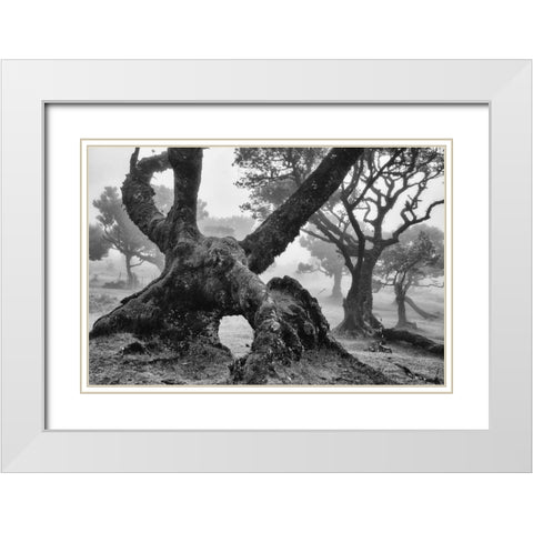 The Elephant White Modern Wood Framed Art Print with Double Matting by Podt, Martin