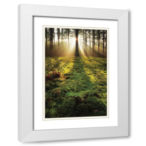 Ferns in the Morning Light White Modern Wood Framed Art Print with Double Matting by Podt, Martin