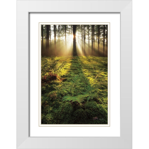 Ferns in the Morning Light White Modern Wood Framed Art Print with Double Matting by Podt, Martin