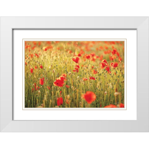 Poppy Field I White Modern Wood Framed Art Print with Double Matting by Podt, Martin
