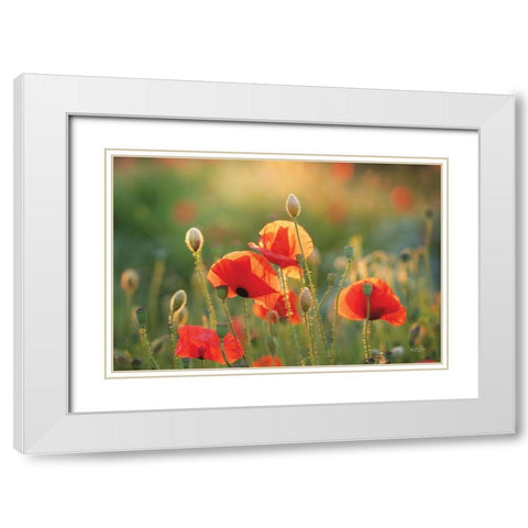 Poppy Field III White Modern Wood Framed Art Print with Double Matting by Podt, Martin