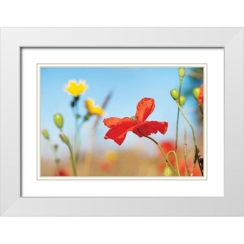 Summer Flowers White Modern Wood Framed Art Print with Double Matting by Podt, Martin