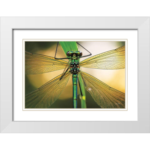 Glas in Lood White Modern Wood Framed Art Print with Double Matting by Podt, Martin